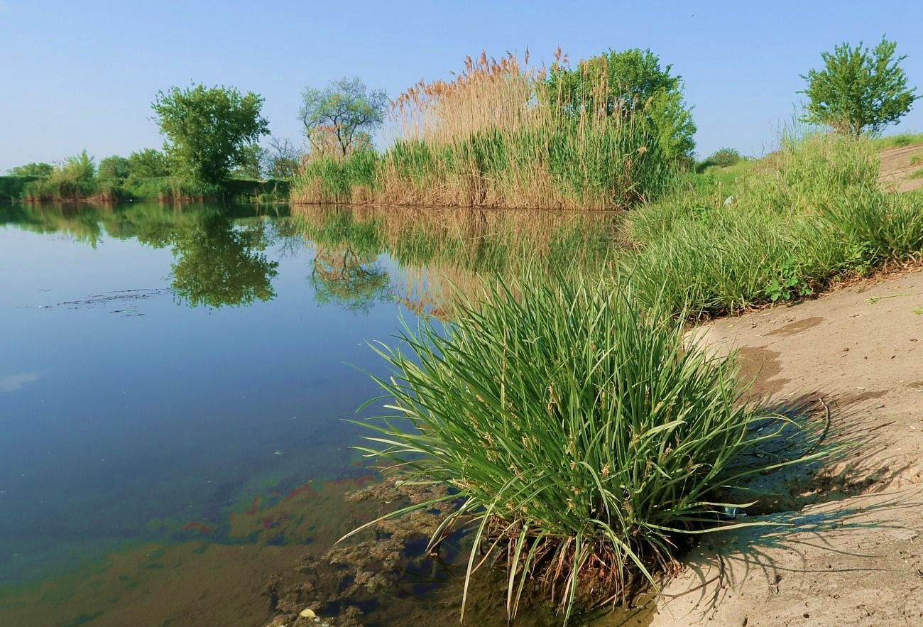 Image of Carex hordeistichos specimen.