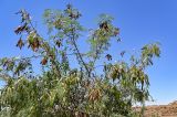 Leucaena leucocephala