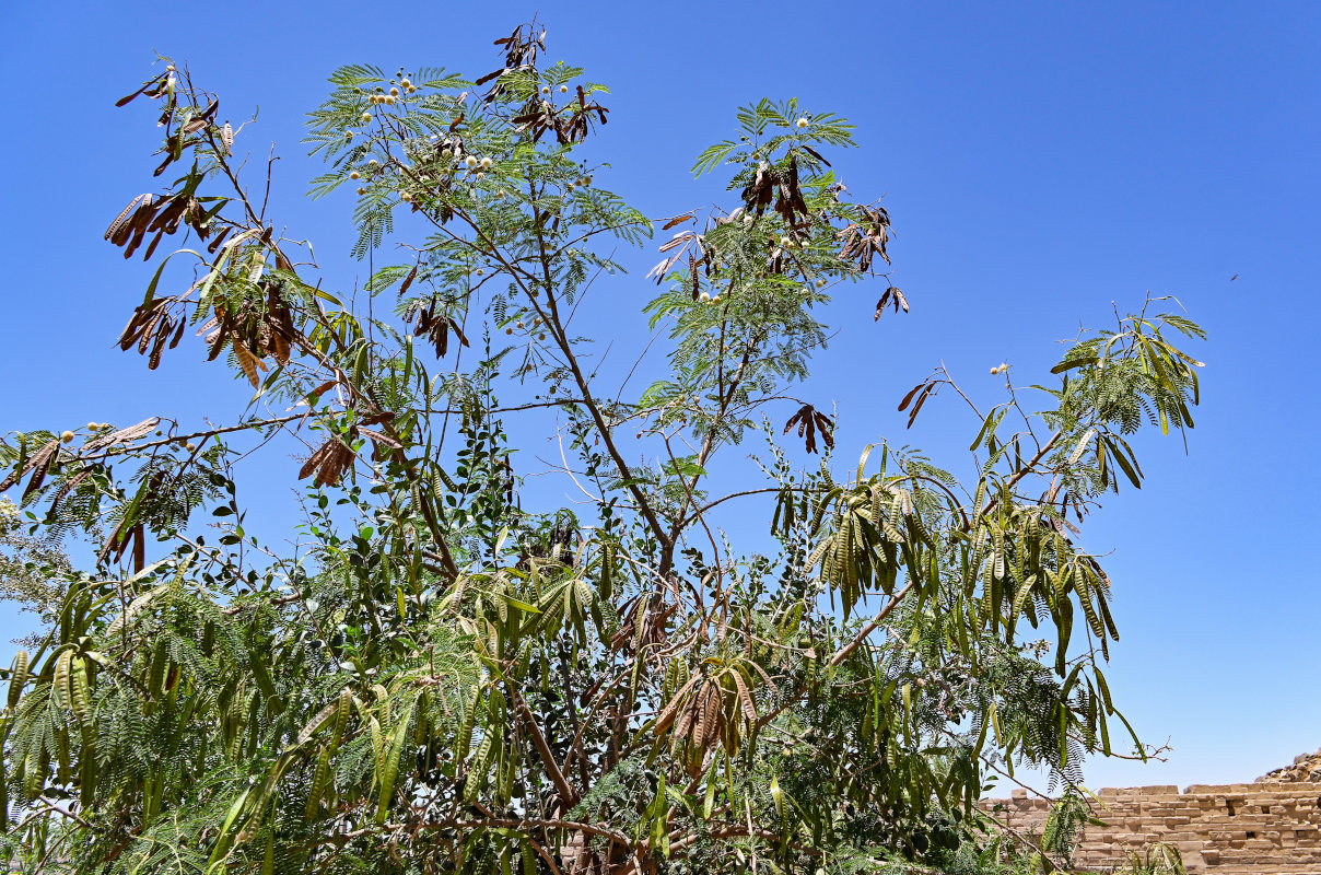 Изображение особи Leucaena leucocephala.