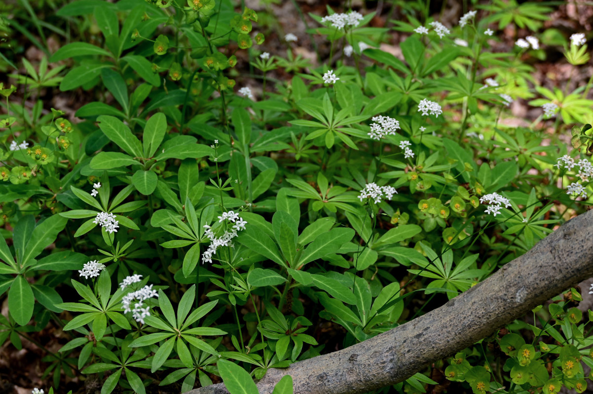 Изображение особи Galium odoratum.