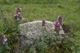 Teucrium chamaedrys. Цветущие растения. Кабардино-Балкария, Эльбрусский р-н, окр. устья р. Бедык, луг на правом берегу. 25 июля 2022 г.