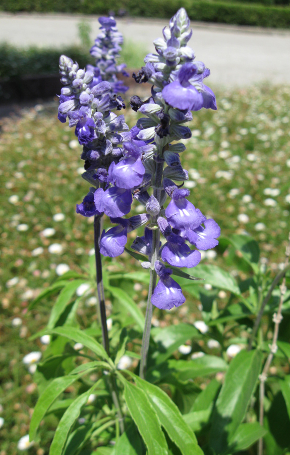 Изображение особи Salvia farinacea.