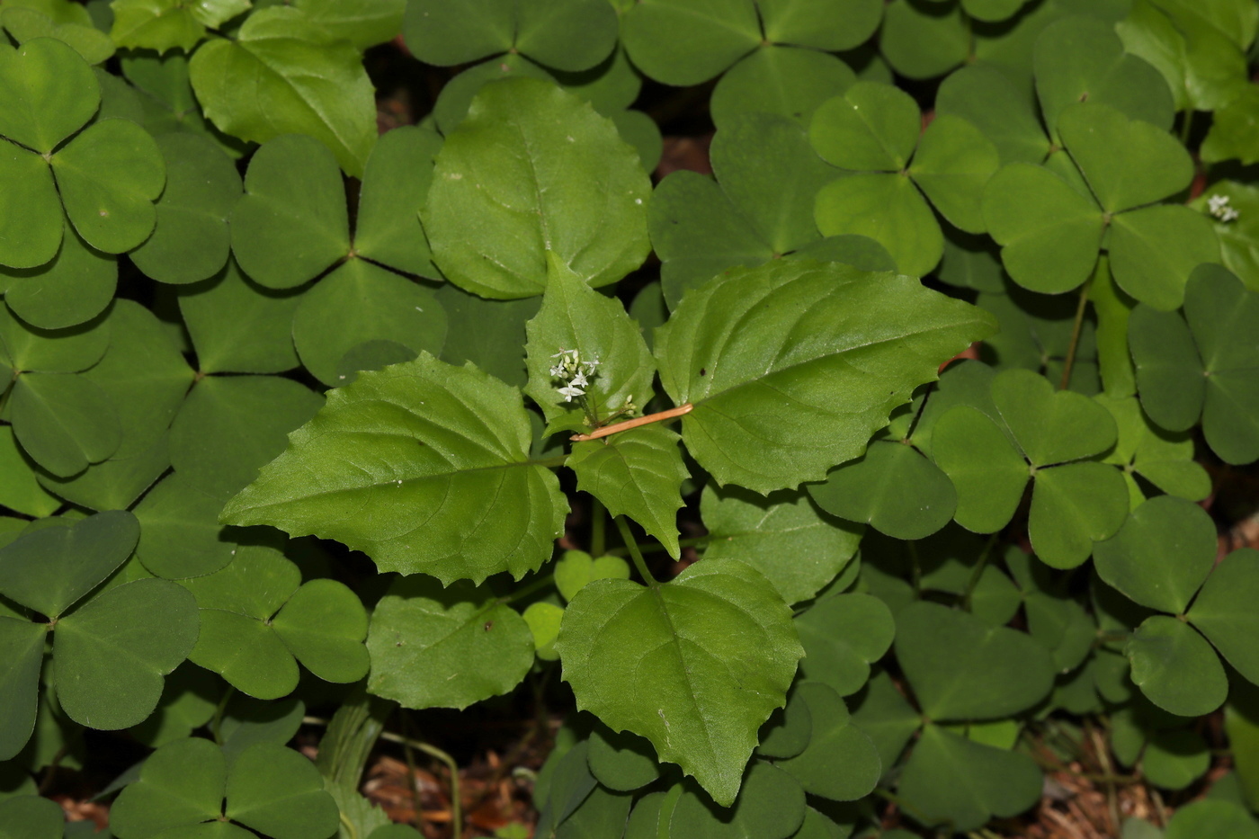 Image of Circaea alpina specimen.