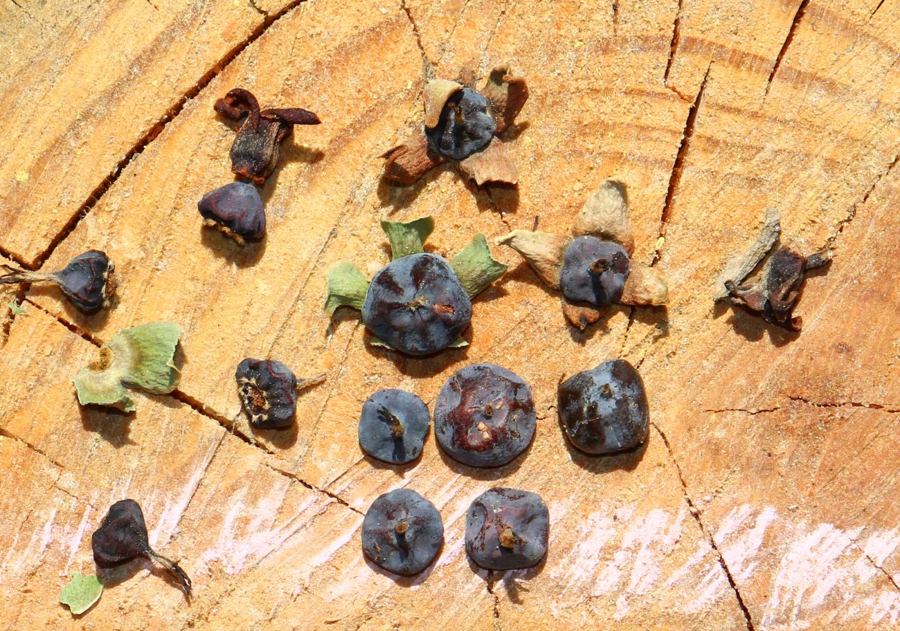 Image of genus Diospyros specimen.