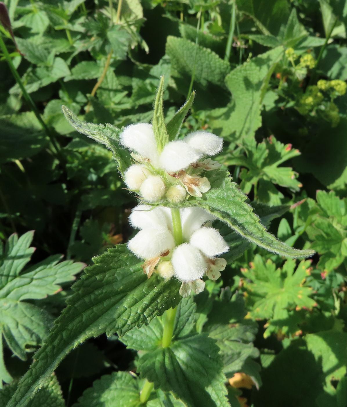 Изображение особи Stachyopsis lamiiflora.