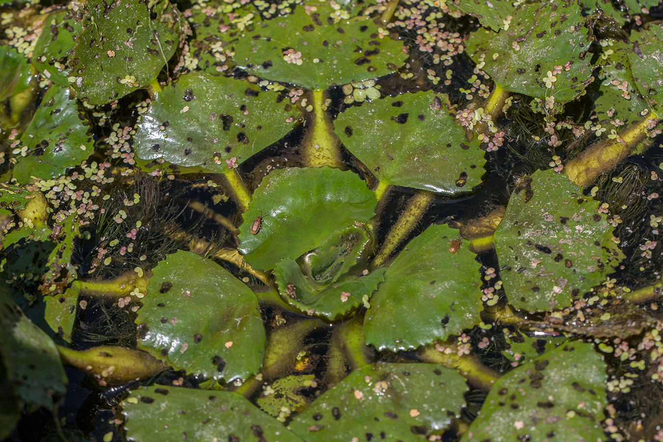 Image of Trapa natans specimen.