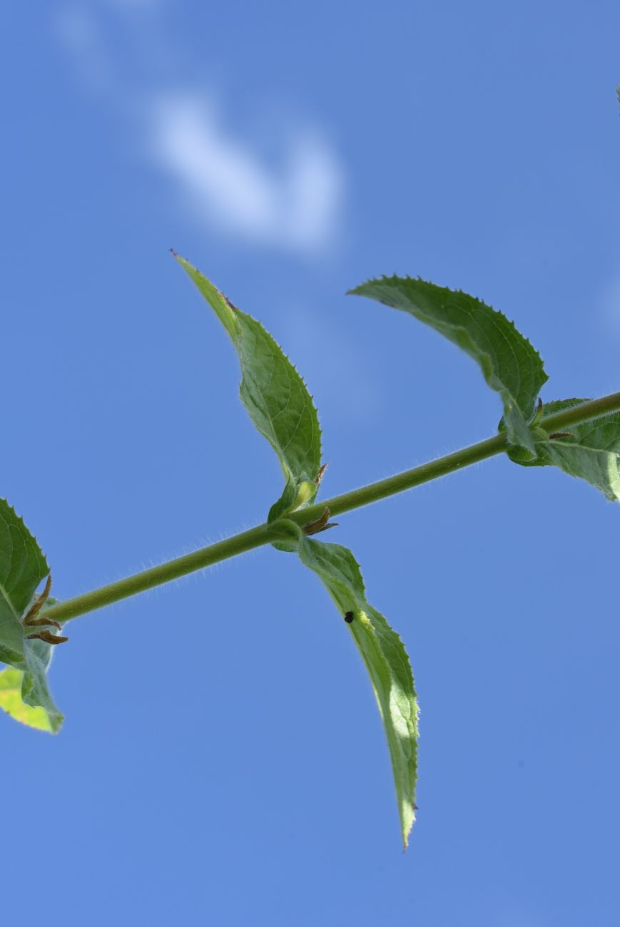 Изображение особи Epilobium hirsutum.