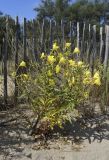 Oenothera glazioviana. Цветущее и плодоносящее растение. Испания, автономное сообщество Каталония, провинция Жирона, комарка Баш Эмпорда, муниципалитет Тороэлья-де-Монгри, окр. устья р. Тер, подножие тылового склона дюны, возле дюнозакрепляющего забора. 16.07.2023.