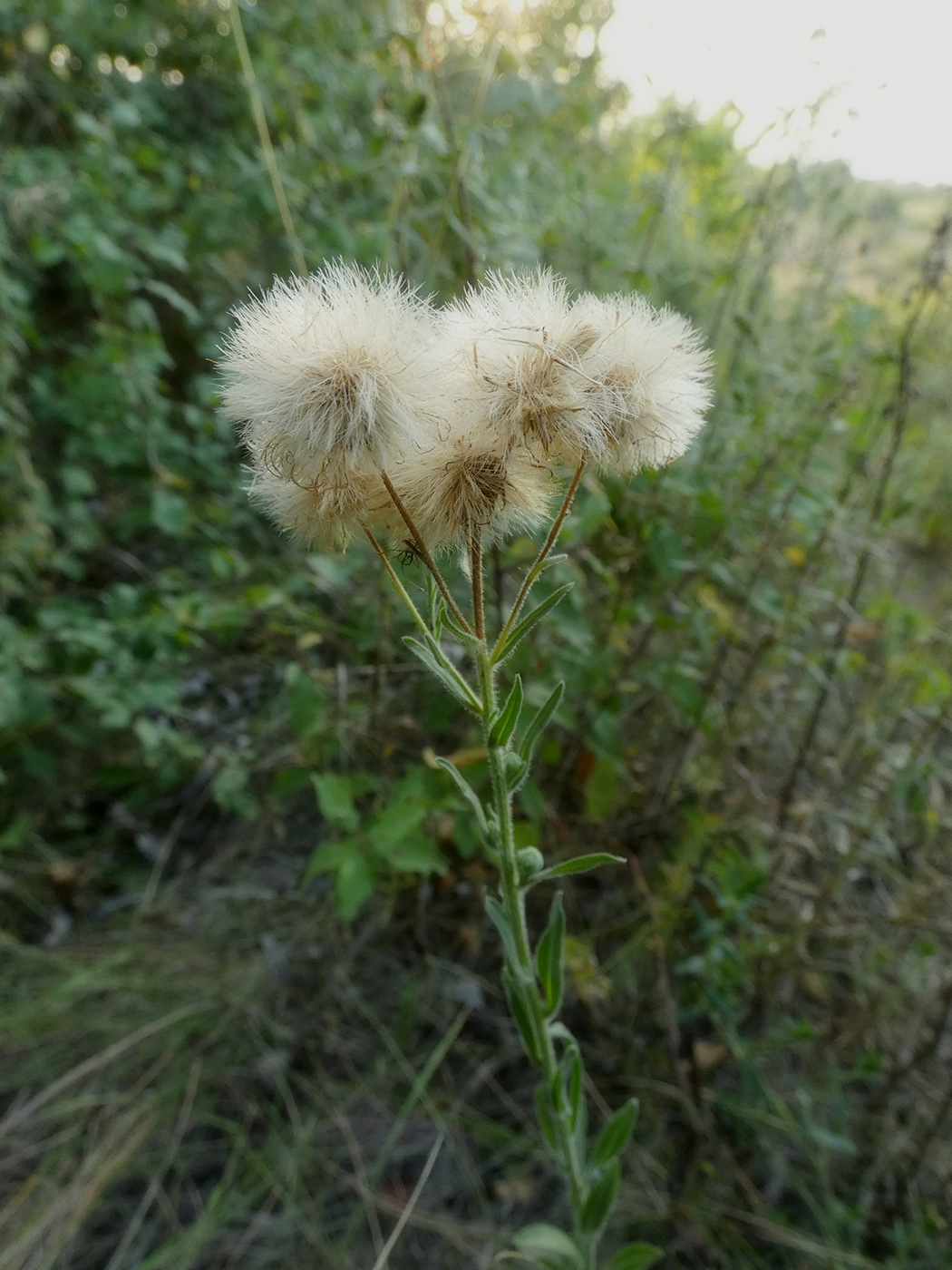 Изображение особи Erigeron podolicus.