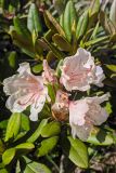 Rhododendron caucasicum