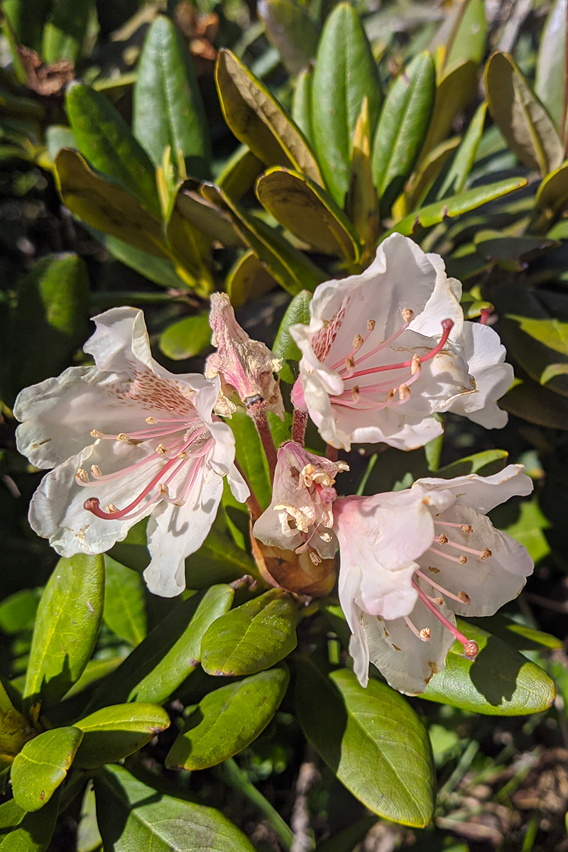 Image of Rhododendron caucasicum specimen.