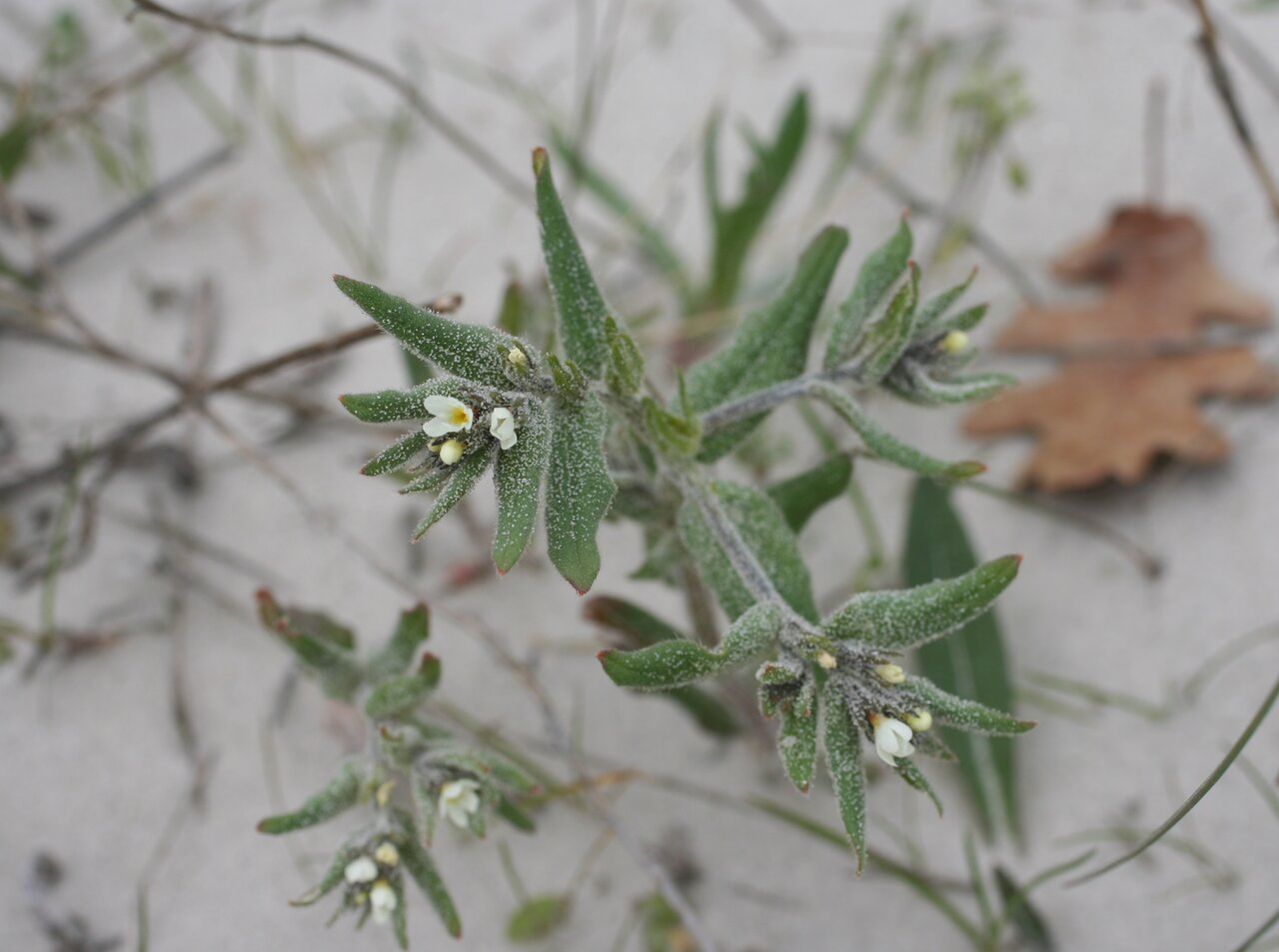 Image of Buglossoides rochelii specimen.