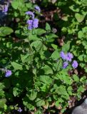 Ageratum houstonianum. Цветущее растение. Грузия, Аджария, Батумский ботанический сад, в культуре. 16.06.2023.