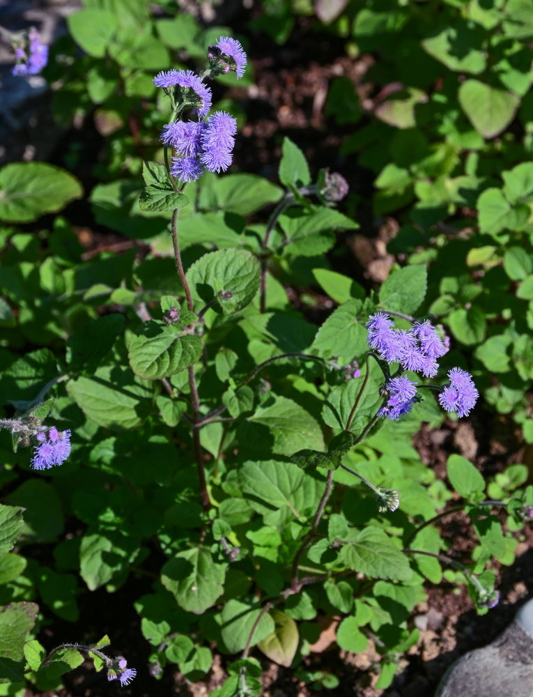 Image of Ageratum houstonianum specimen.