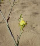 Linaria genistifolia. Пазушный побег с цветком. Болгария, Бургасская обл., г. Несебр, природный заказник \"Песчаные дюны\", дюна. 17.09.2021.