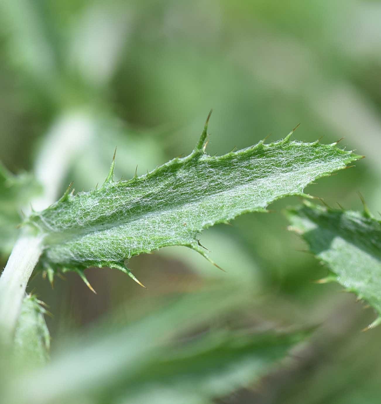 Image of genus Carlina specimen.