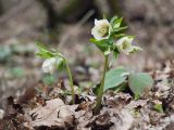 Helleborus caucasicus. Цветущие растения. Краснодарский край, Крымский р-н, окр. станицы Неберджаевская, ур. Малый Яр, буково-грабово-дубовый лес. 23.02.2024.