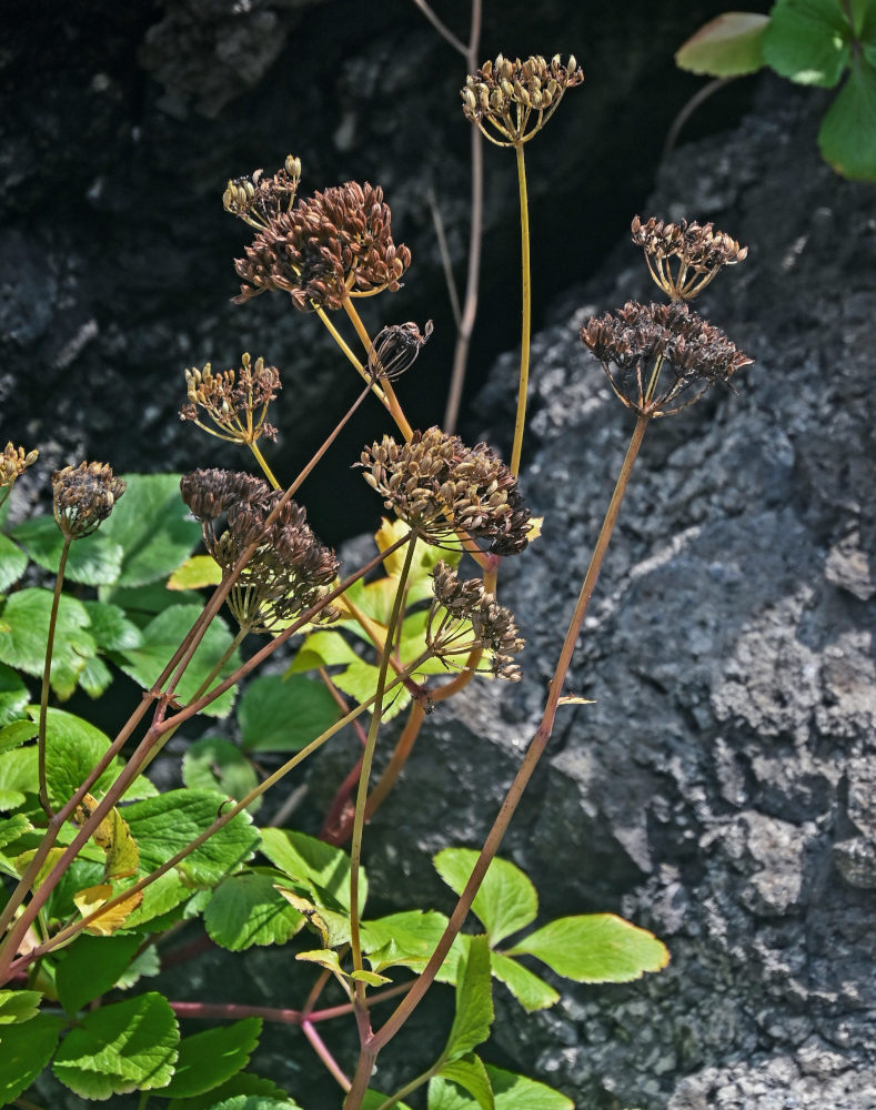 Image of Ligusticum scoticum specimen.