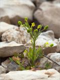 Ranunculus sceleratus. Отцветающее растение. Татарстан, окр. с. Камское Устье, берег р. Волга, песчано-глинистый пляж с каменистой россыпью. 21.09.2023.