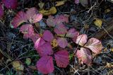 Photo Rubus saxatilis