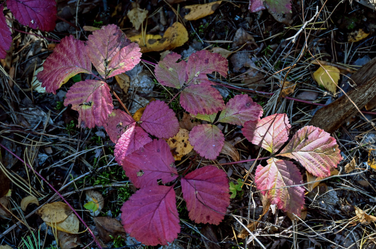 Изображение особи Rubus saxatilis.