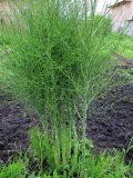 Asparagus officinalis