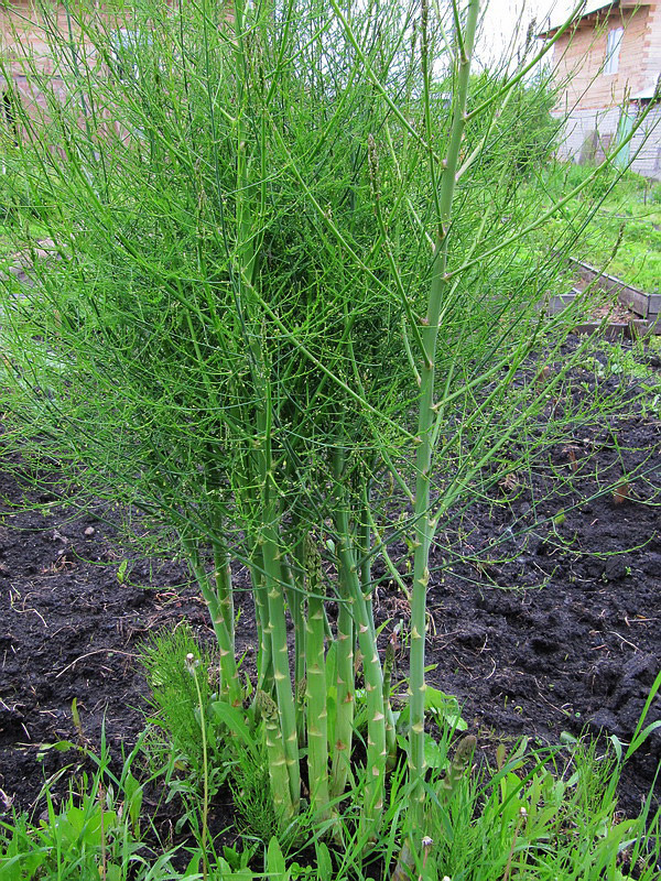 Изображение особи Asparagus officinalis.