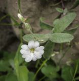 Cerastium ponticum. Верхушка цветущего растения. Абхазия, Гудаутский р-н, Рицинский реликтовый национальный парк, долина р. Юпшара, скальный обрывистый склон. 13.04.2024.