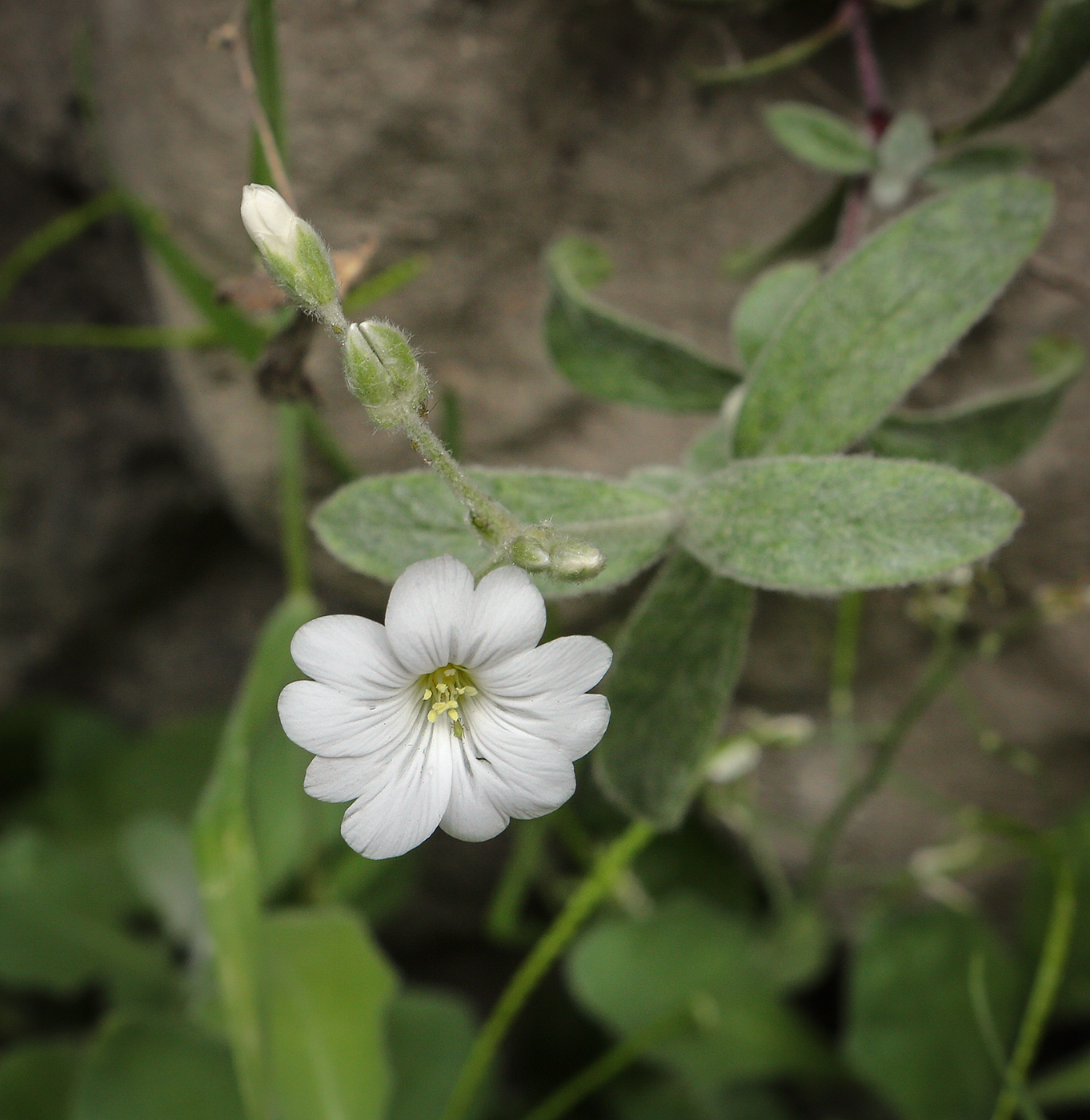 Изображение особи Cerastium ponticum.