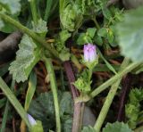 Malva neglecta