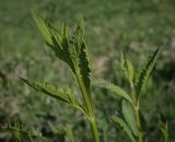 Verbena brasiliensis. Верхушка молодого побега. Абхазия, Гудаутский р-н, окр. с. Лдза, прибрежный луг. 15.04.2024.