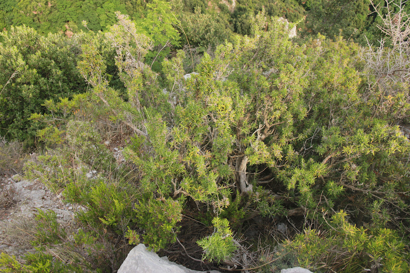 Image of Rosmarinus officinalis specimen.