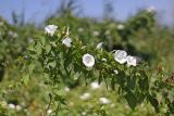 Calystegia sepium
