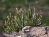 Plantago arachnoidea