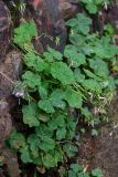 Oxalis variety corymbosa