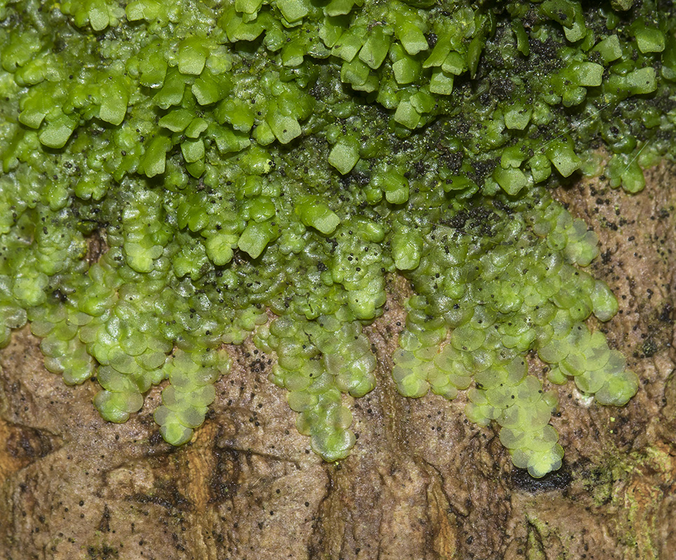 Изображение особи Radula complanata.