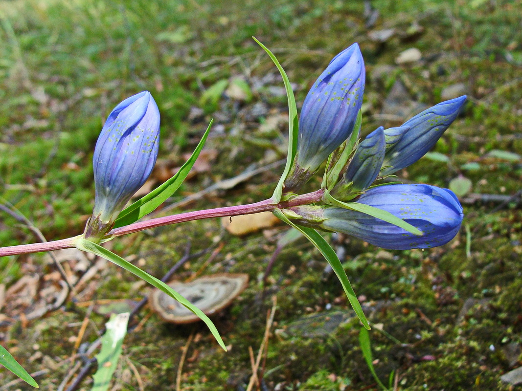 Изображение особи Gentiana triflora.