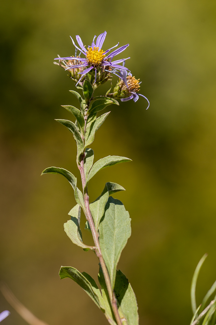 Image of Aster ibericus specimen.