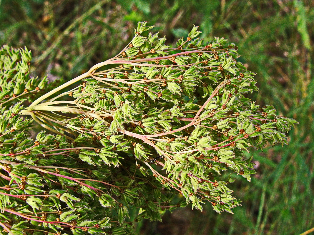 Image of Filipendula palmata specimen.