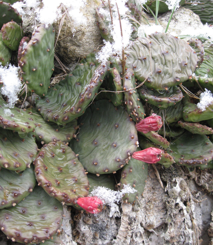 Image of Opuntia humifusa specimen.