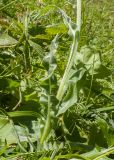 Centaurea cheiranthifolia