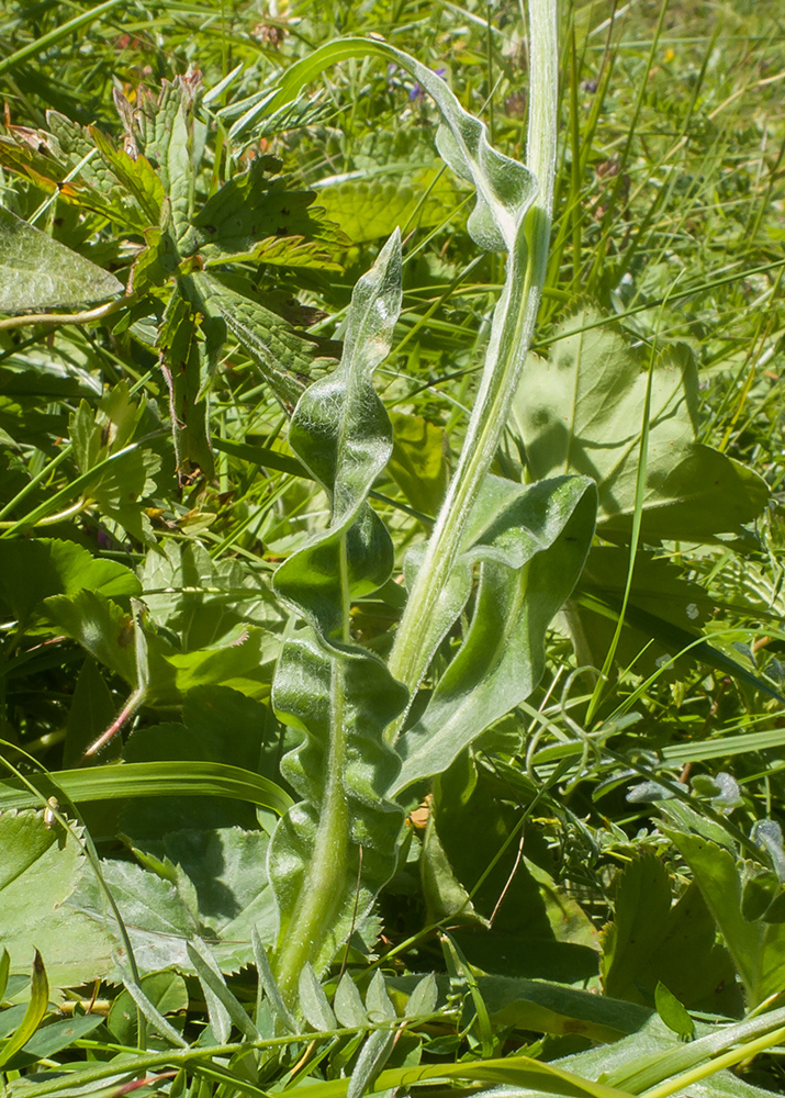Изображение особи Centaurea cheiranthifolia.