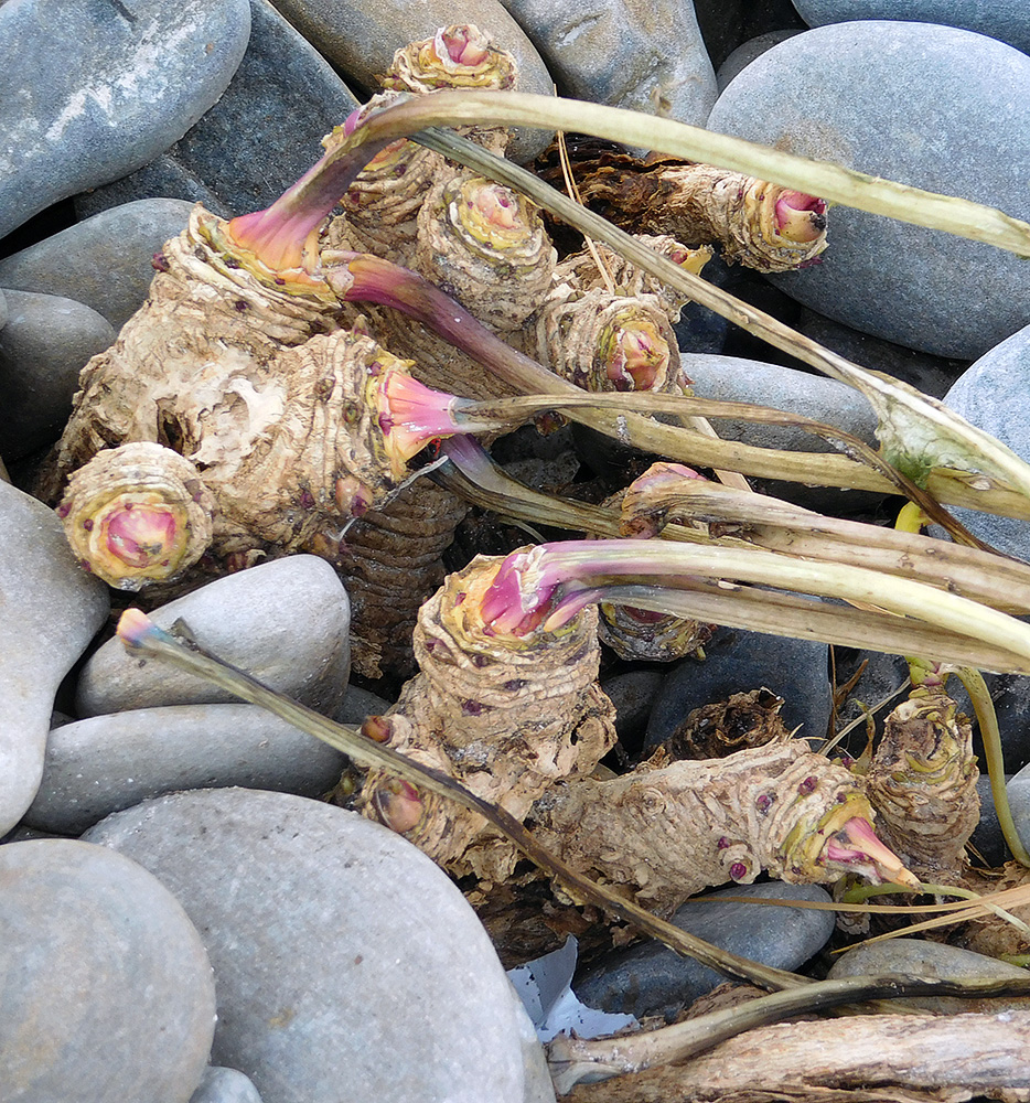 Изображение особи Crambe maritima.