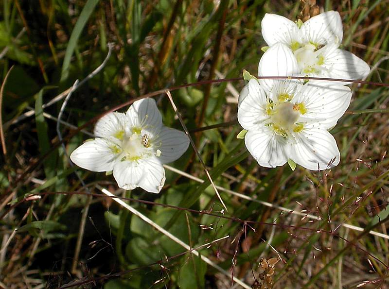 Изображение особи Parnassia palustris.