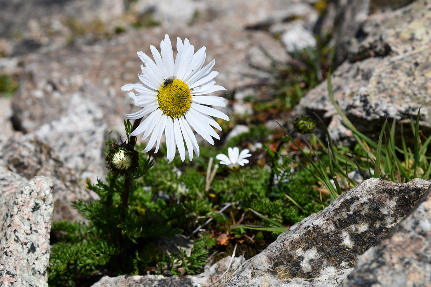 Image of Pyrethrum karelinii specimen.