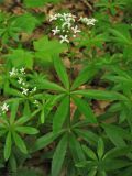 Galium odoratum. Цветущее растение. Украина, Закарпатская обл., Виноградов, Чёрная гора, грабово-дубовый лес. 5 мая 2008 г.