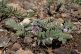Astragalus sinaicus. Цветущее растение. Крым, окр. Балаклавы, можжевеловое редколесье. 13.04.2025.