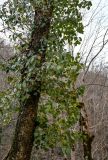 Hedera colchica
