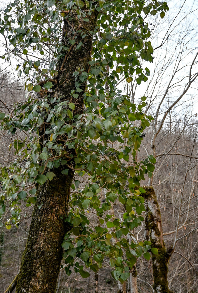 Изображение особи Hedera colchica.