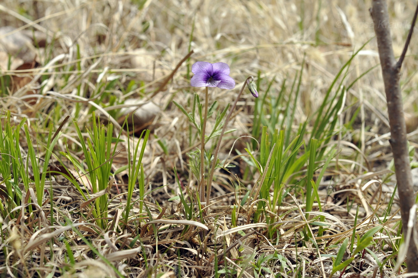 Image of Viola dissecta specimen.
